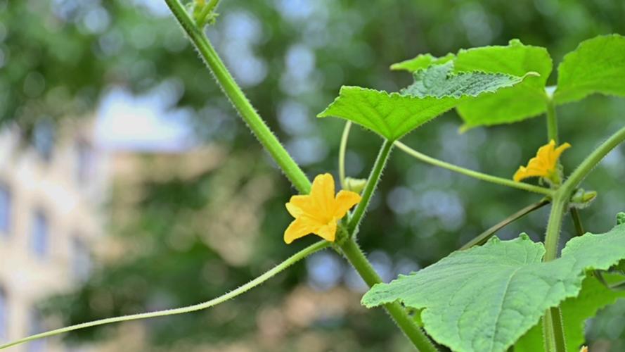 背光怎么拍出清晰的照片？参数怎么调？