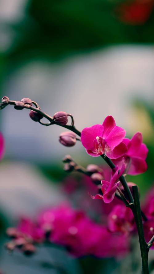 捕捉花卉的细节之美