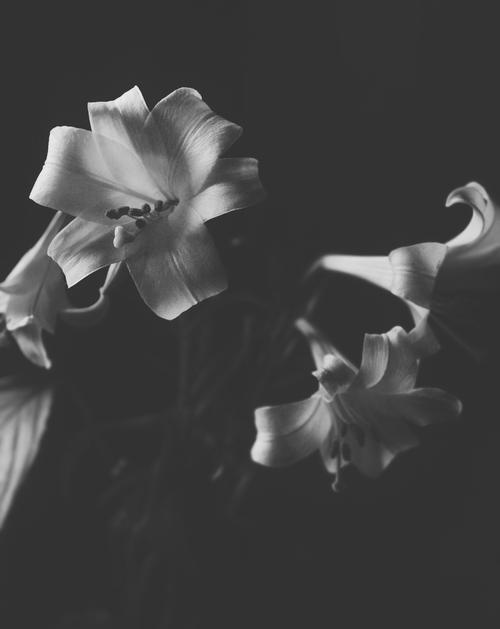尝试黑白摄影表现花卉